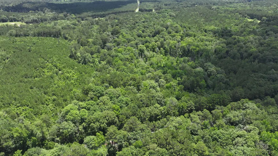 Tbd Hwy 171, Hornbeck, LA 71439 - #3