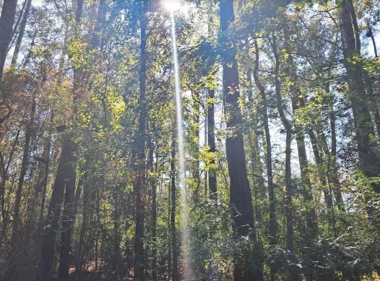 0 Hwy 165 Highway, Glenmora, LA 71433 - #3