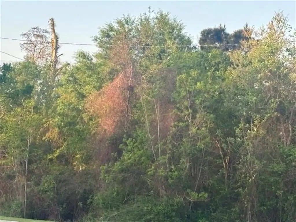 0 Big Woods Edgerly Road, Vinton, LA 70668 - #1