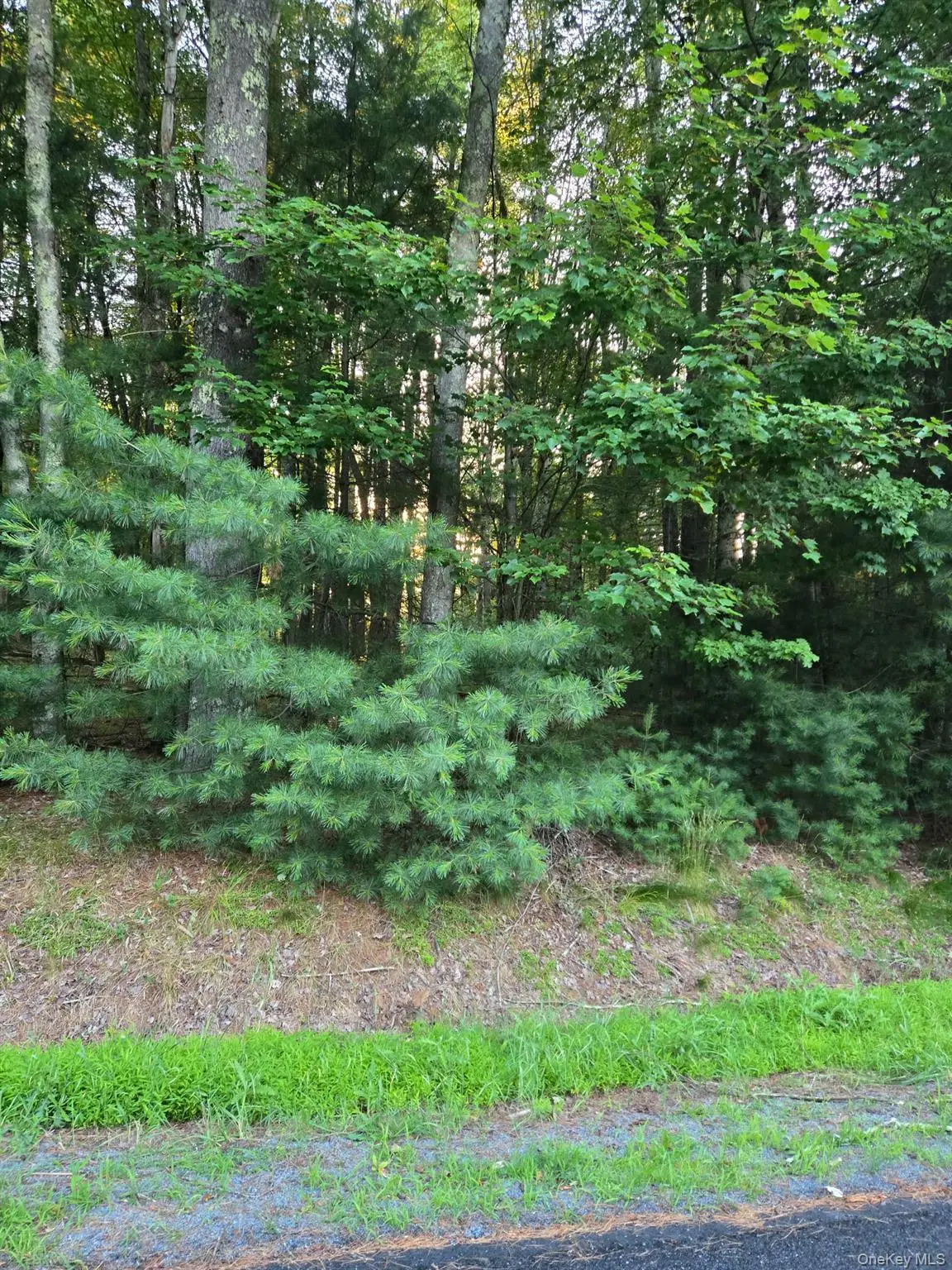Horseshoe Lake Road, Kauneonga Lake, NY 12764 - #1