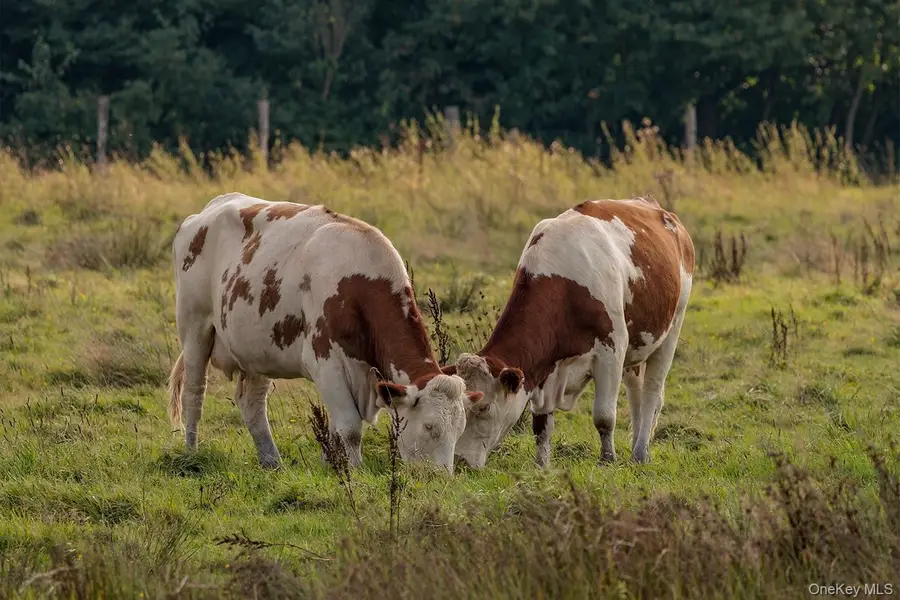 00 Beechwoods Road, Callicoon, NY 12723 - #3