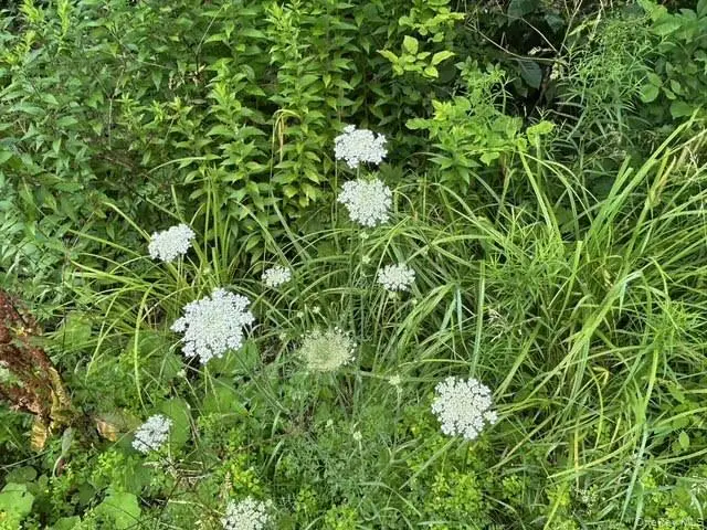 Frrost Valley Road, Claryville, NY 12725 - #2