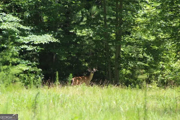 0 Jumper Drive, Ellijay, GA 30540