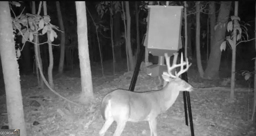 0 Magnolia Drive, McIntyre, GA 31054 - Image #3