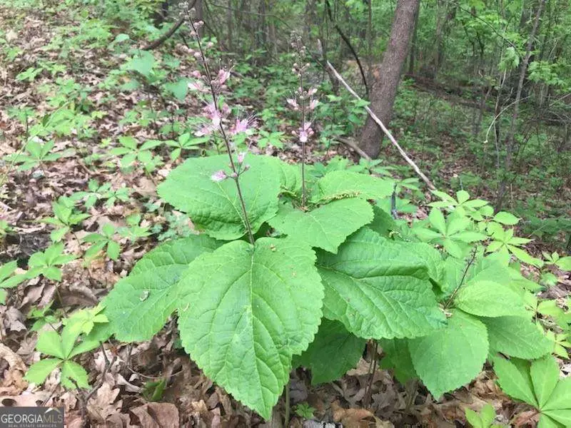 0 Old Eighty Five Road, Sandersville, GA 31082 - Image #2