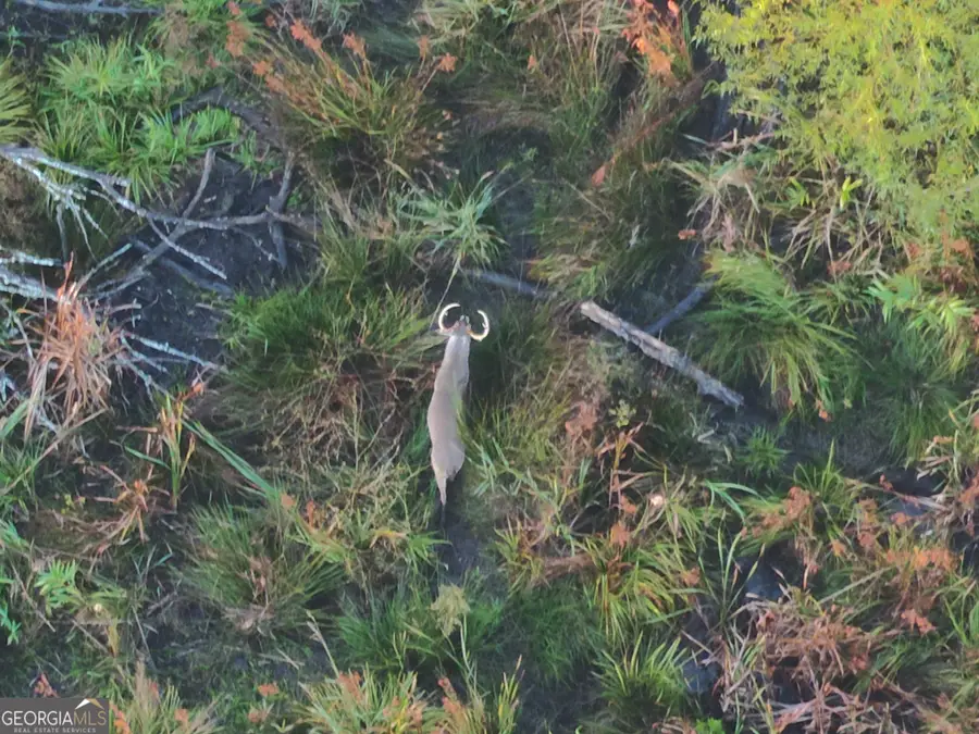 2 S Hwy 17, Wadley, GA 30477 - Image #3