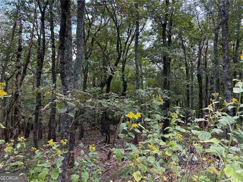 0 Little Hendricks Mountain, Jasper, GA 30143 - Image #2