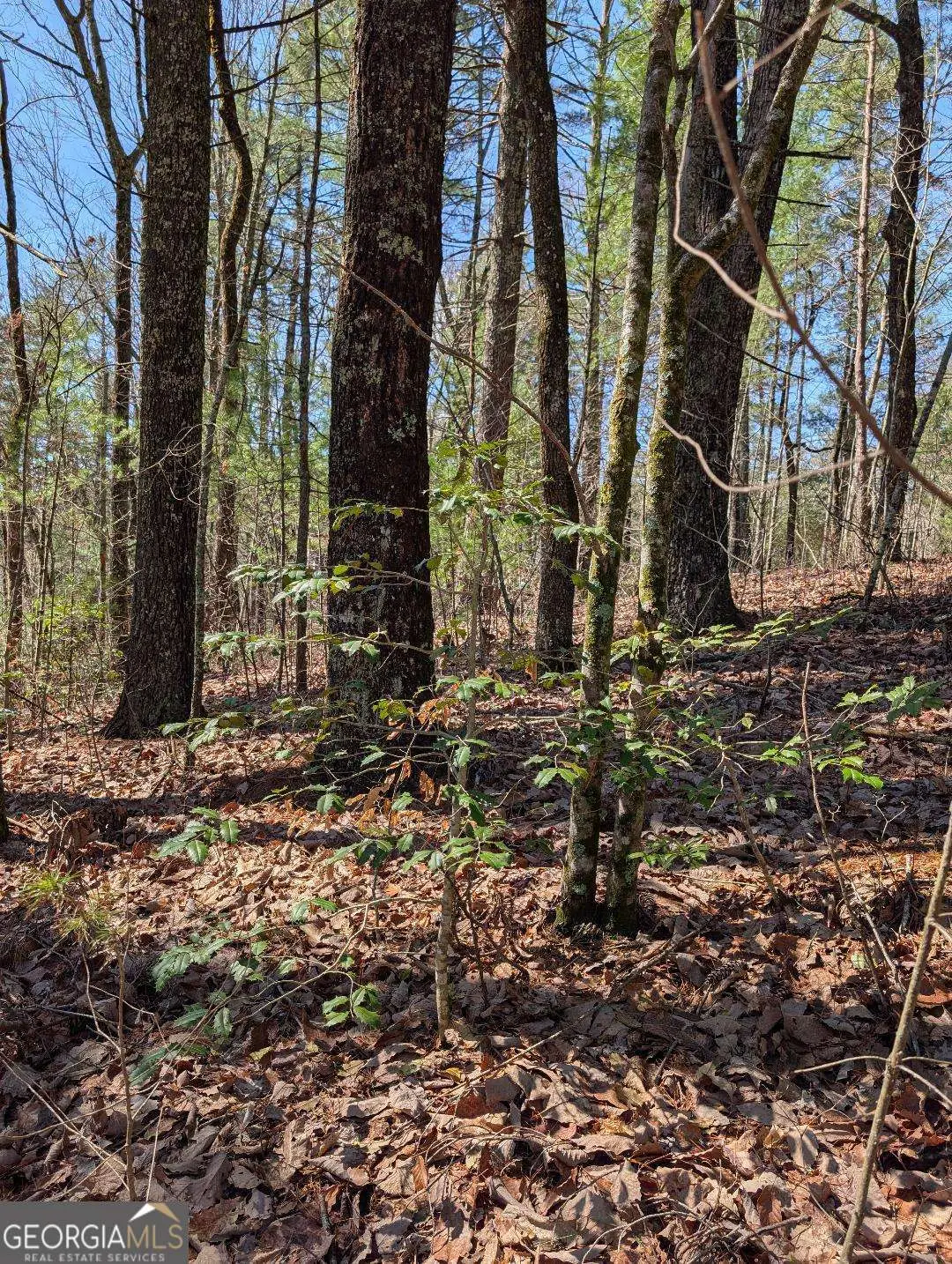 0 Amber Lane, Ellijay, GA 30540 - #1