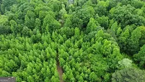 0 Wildlife Lake Road, Summerville, GA 30747