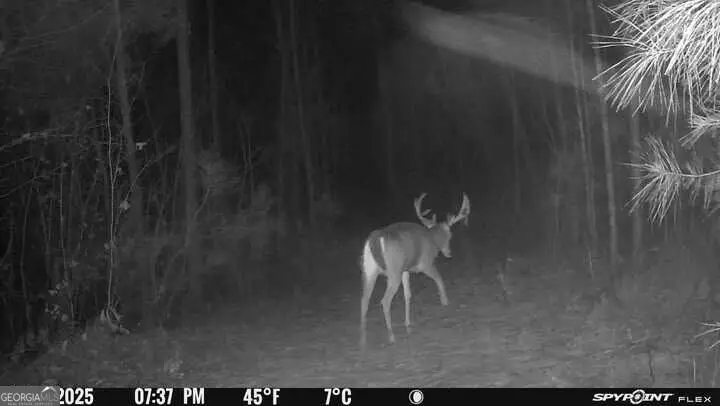 15.62 ACRES Carlisle Gap Rd, Woodland, GA 31836 - #3