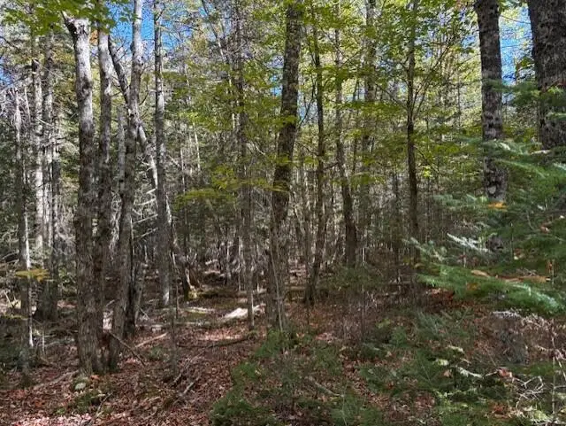 Lot 21 Marion Station Road, East Central Washington, ME 04628 - Image #3