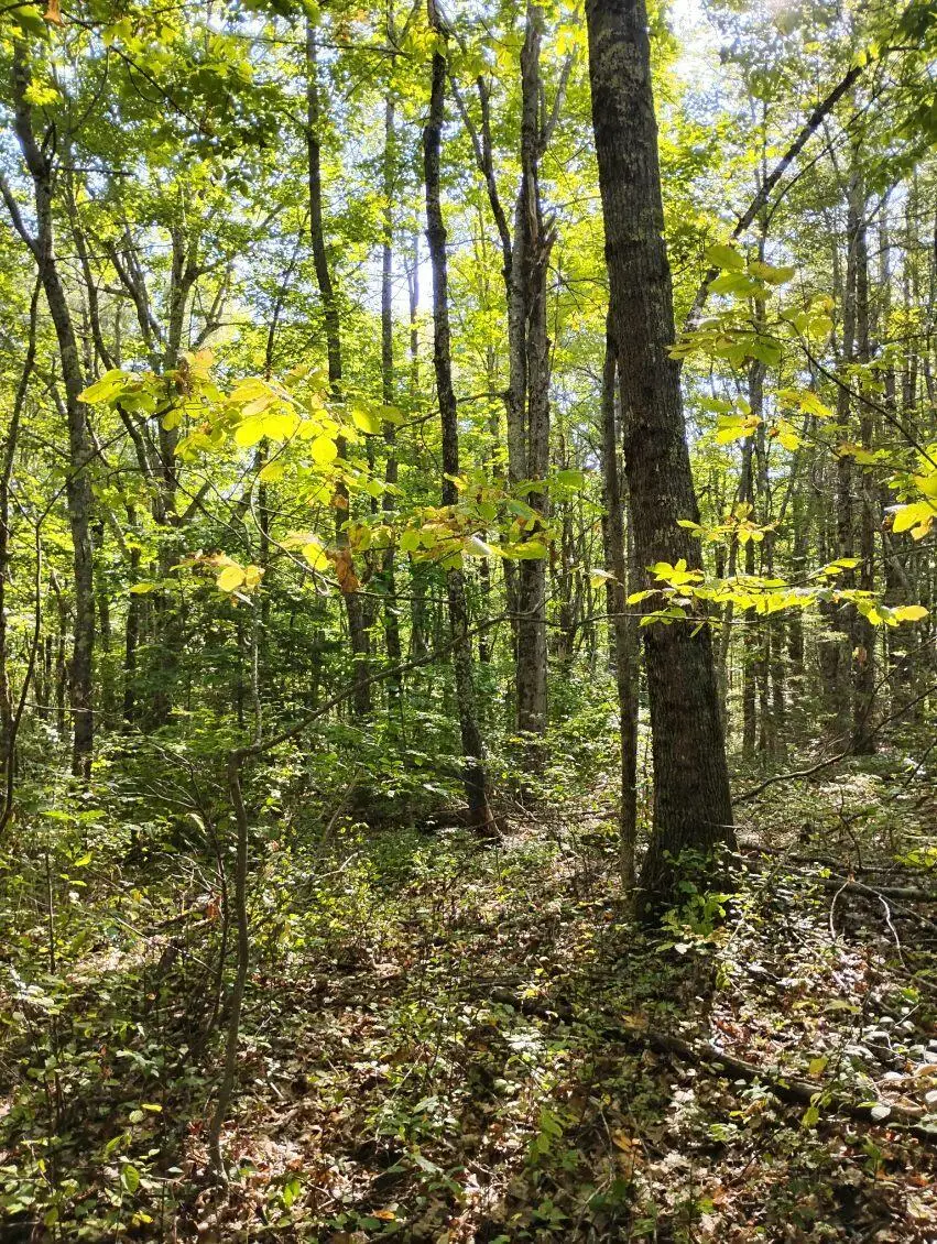 2 Bicknell Road, Belmont, ME 04952 - Image #1