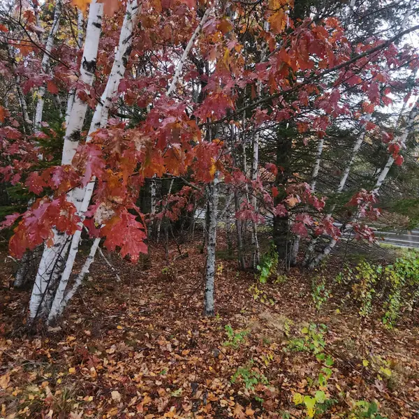 1910 Maine 193, Beddington, ME 04622