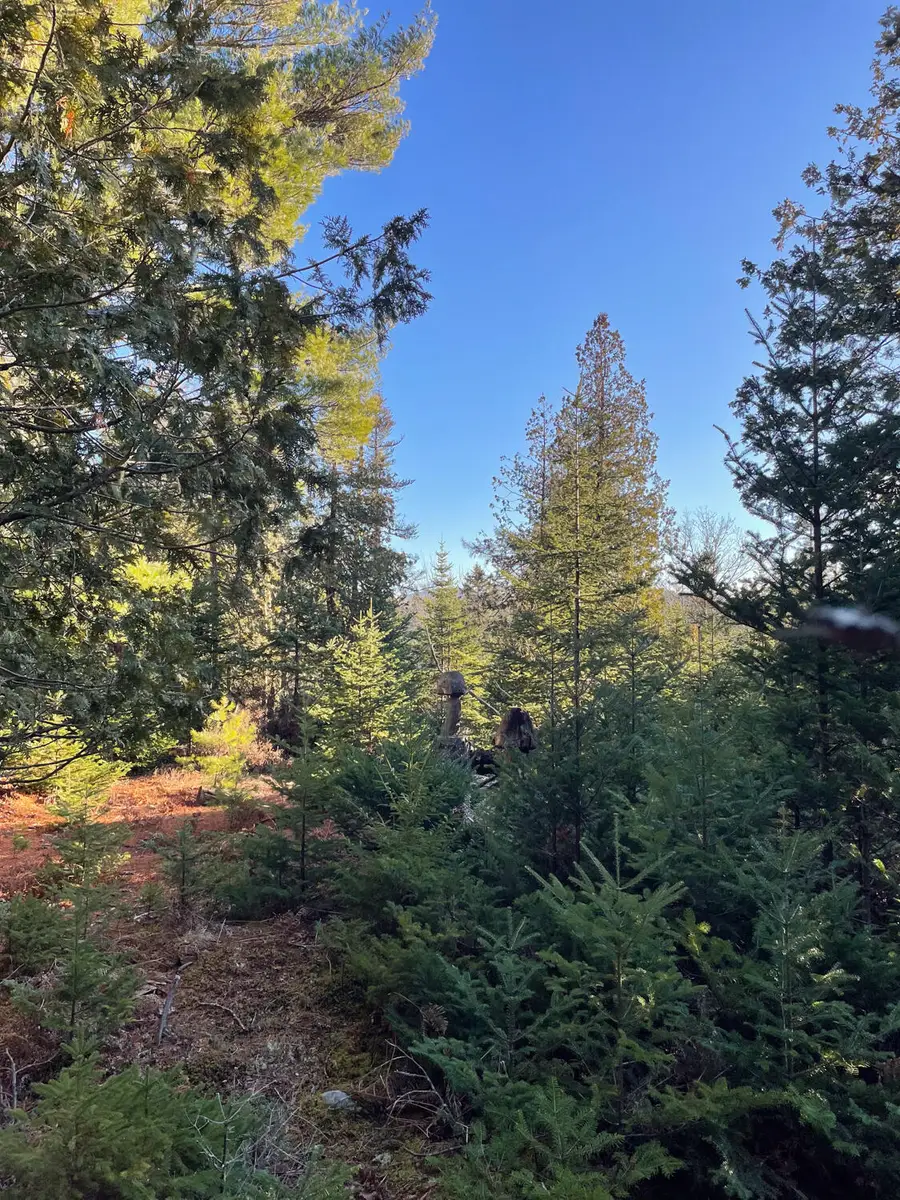 0 Juniper Ledge Road, Bar Harbor, ME 04609 - Image #2