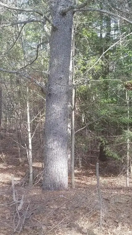 46 Albert Reed Road, Orrington, ME 04474 - Image #2