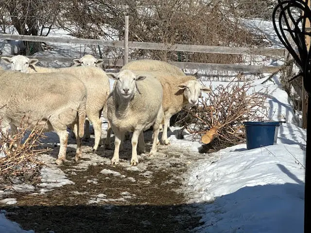 1031 Poors Mill Road, Waldo, ME 04915 - #3