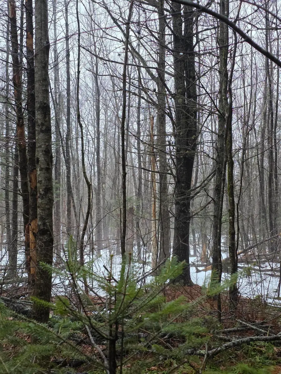 00 Harriman Road, Swanville, ME 04915 - #2