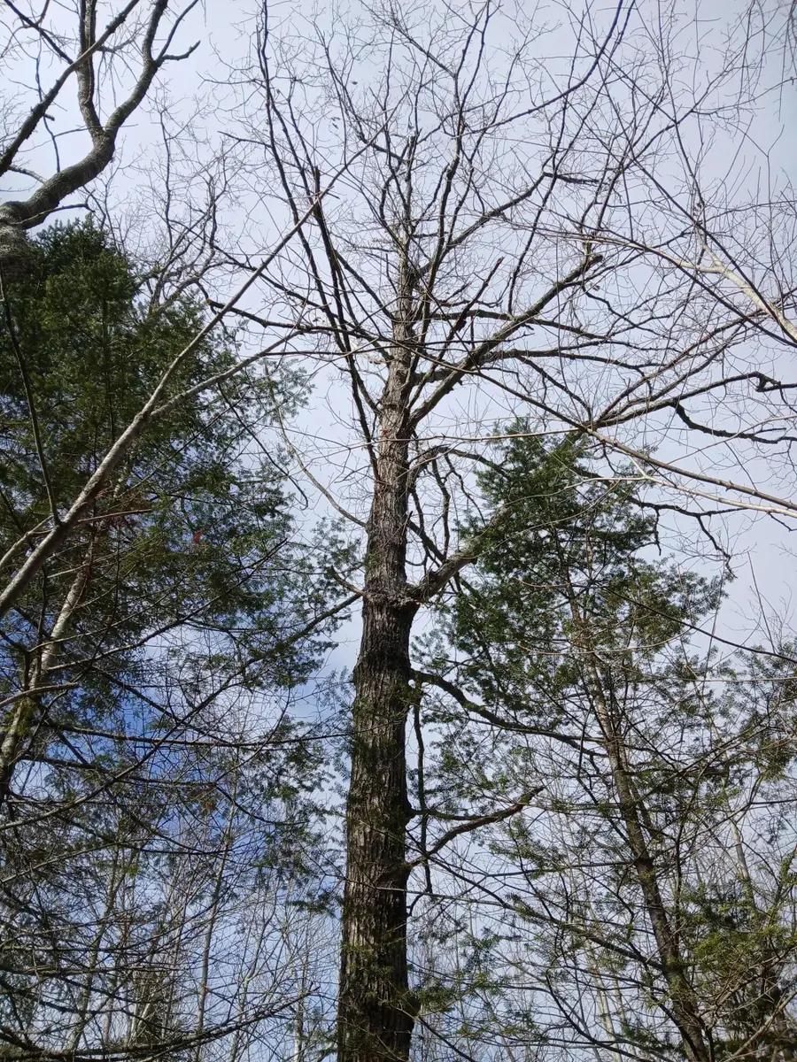 Lot 69-12 Hilltop Drive, Wiscasset, ME 04578 - #2