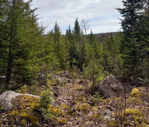 Lot 10 Morrison Brook Acres, Oakfield, ME 04763