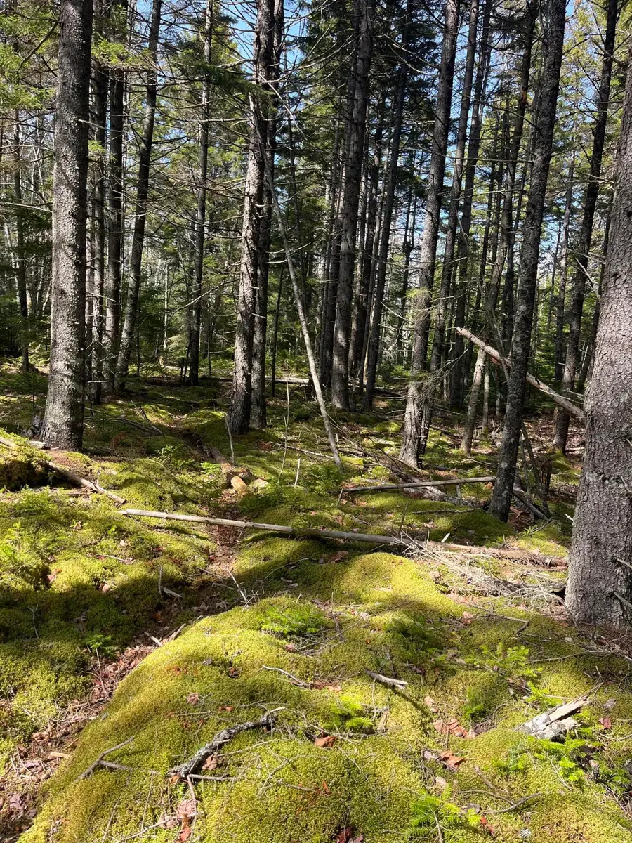 37 Missy Way, Steuben, ME 04680 - #2