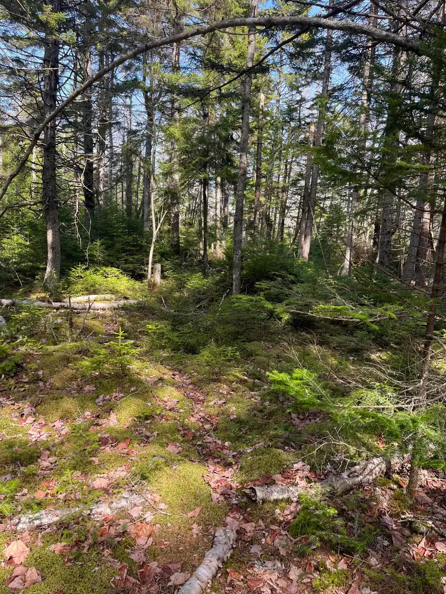 37 Missy Way, Steuben, ME 04680 - #3