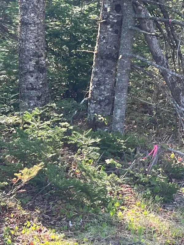 Lot 14 West Bay Road, Gouldsboro, ME 04607