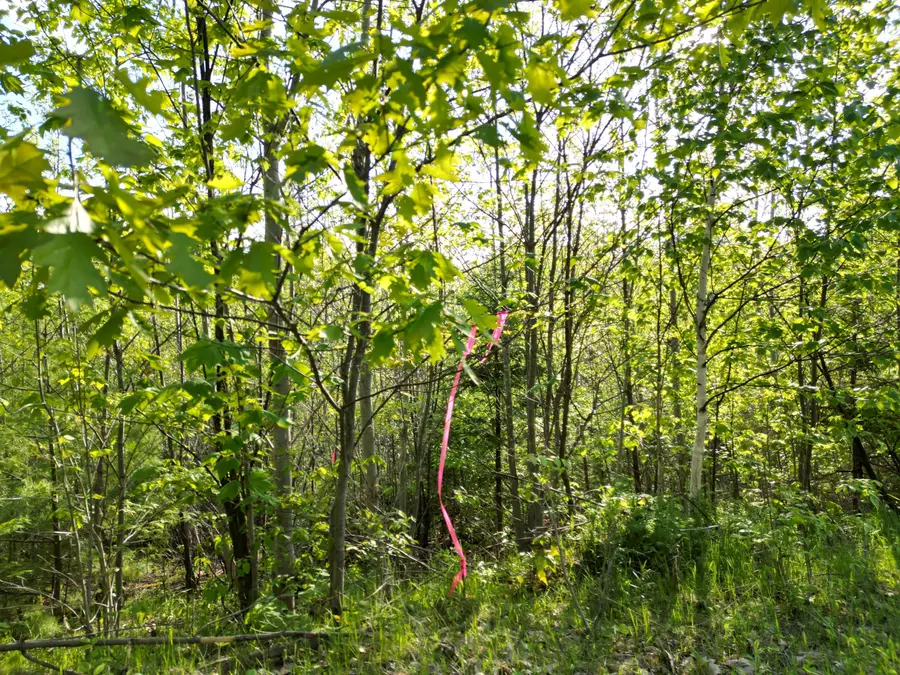 Lot 41-1 Bottle Lake Road, Lakeville, ME 04487 - #2