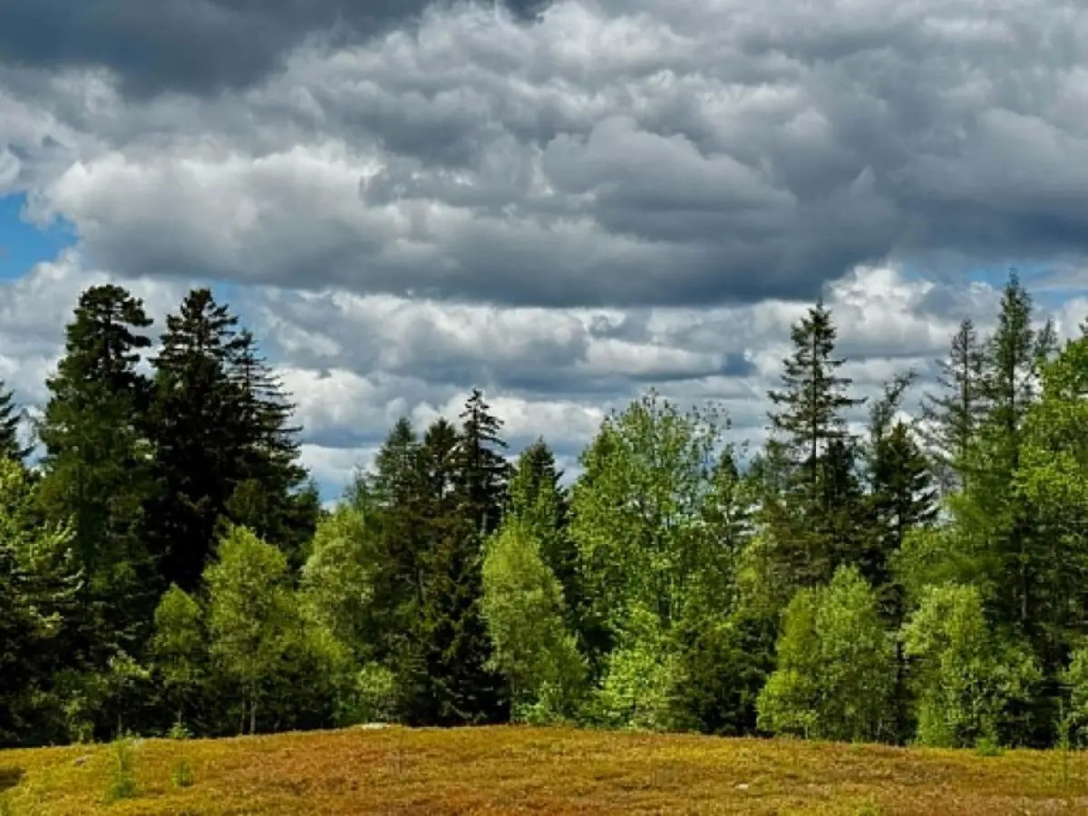 Lot 1 & 2B Elm Street, Machias, ME 04654 - #1