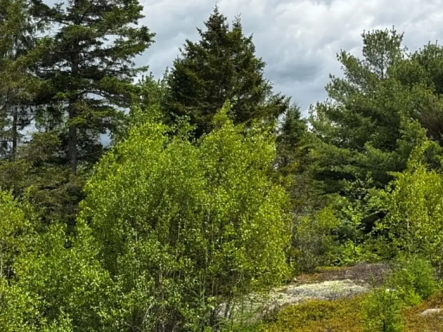 Lot 1 & 2B Elm Street, Machias, ME 04654 - #2