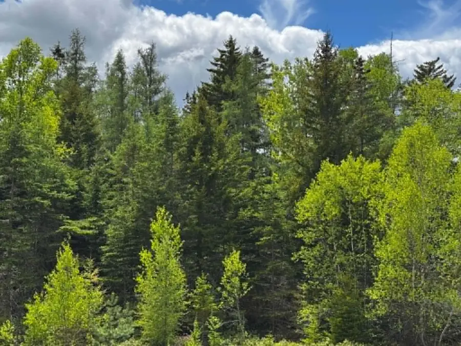 Lot 1 & 2B Elm Street, Machias, ME 04654 - #3