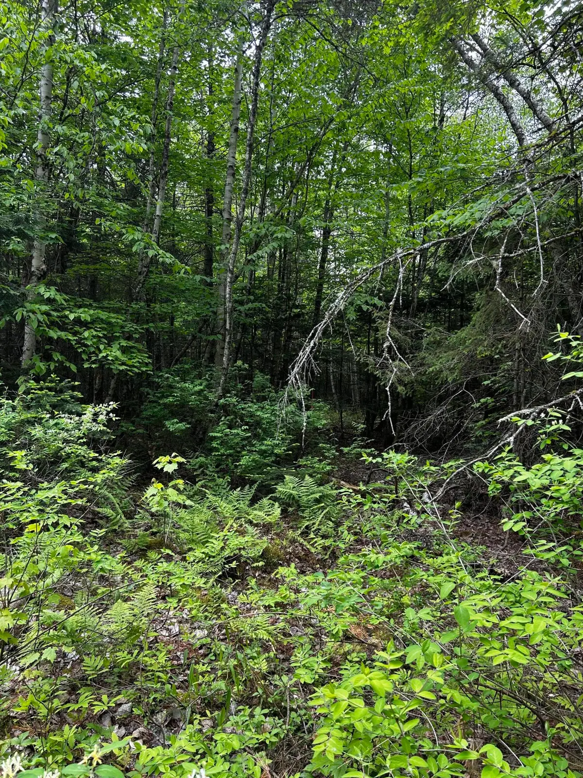 Lot 9-4 Lilly Drive, Newport, ME 04953 - #1
