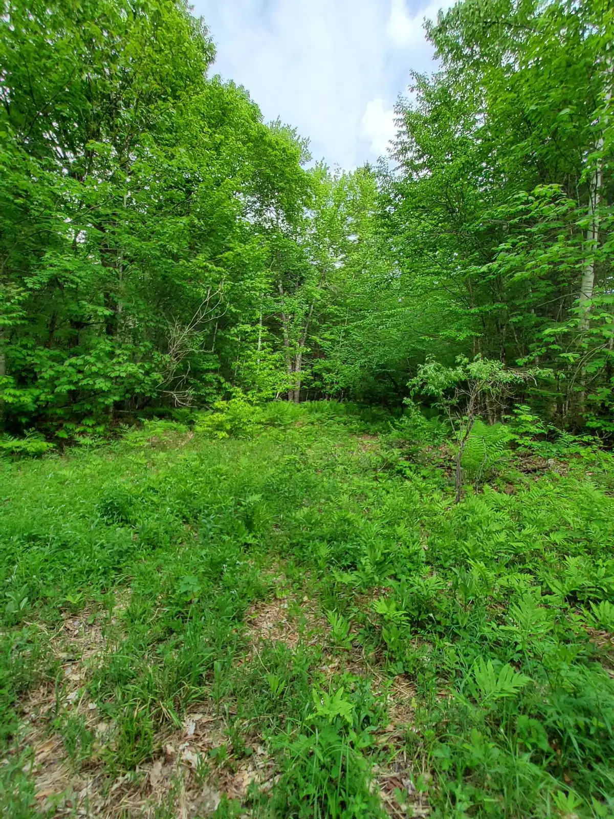 Lot 50 (map 14), Andover, ME 04216 - #1
