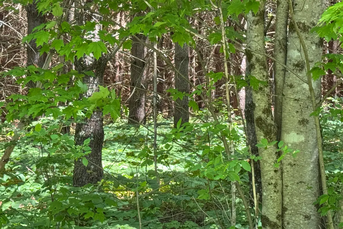 lot 23 Mountain View Lane, Hope, ME 04847 - #1