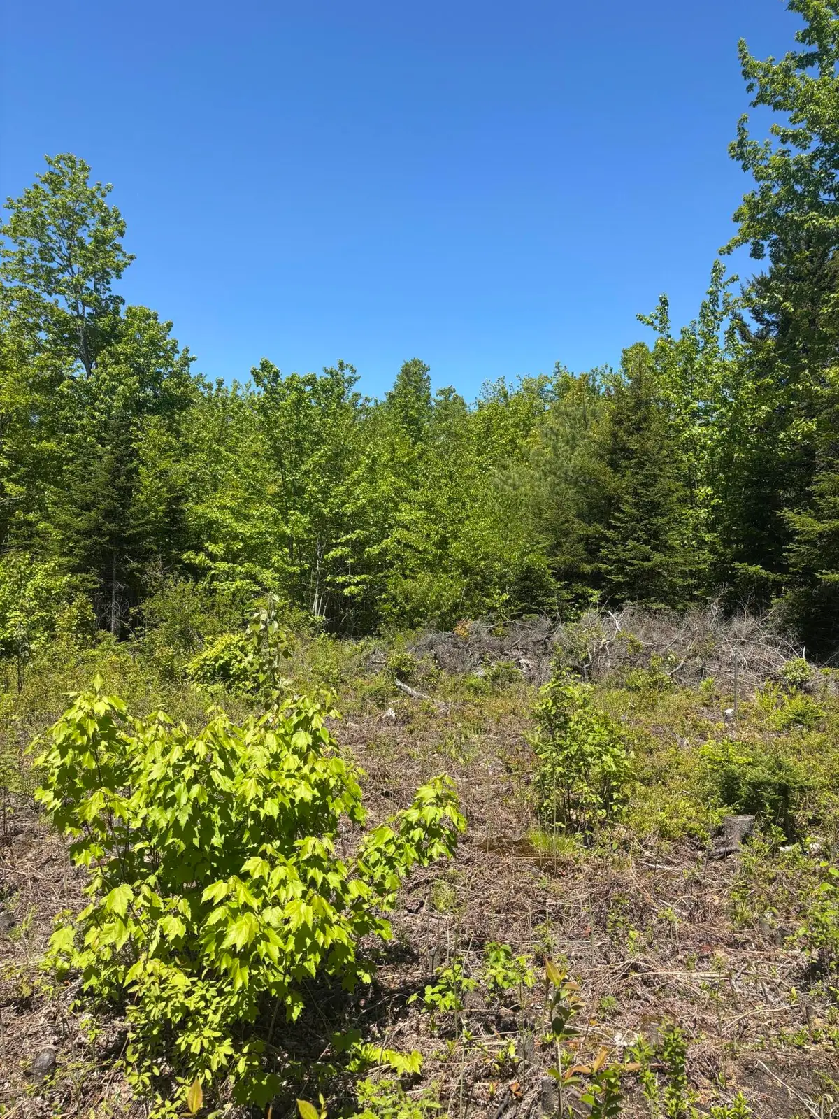 54 Poplar Lane, Hancock, ME 04640 - #1