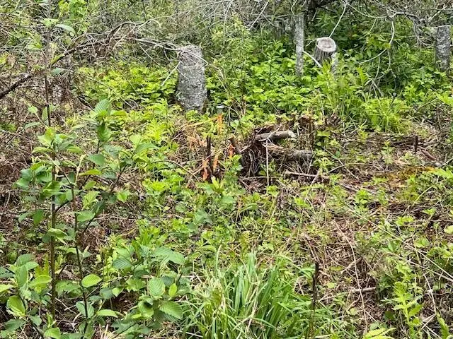Lot 29-001 Fifth Avenue, Pembroke, ME 04666 - #2