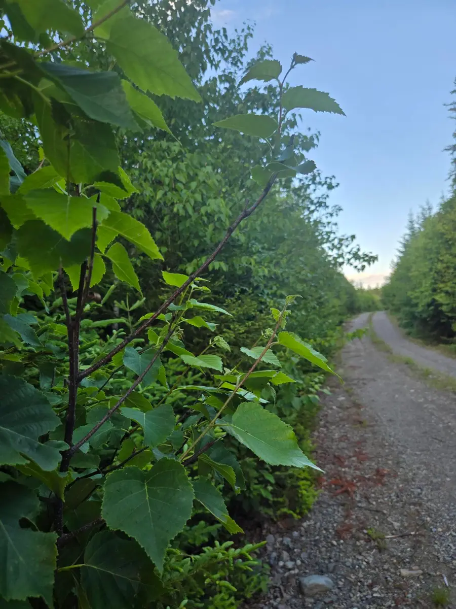 27B6/17/24 Dixie Rd, Lubec, ME 04652 - #2