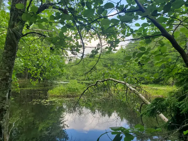 Lot #36 Beaver Brook Road, Limerick, ME 04048