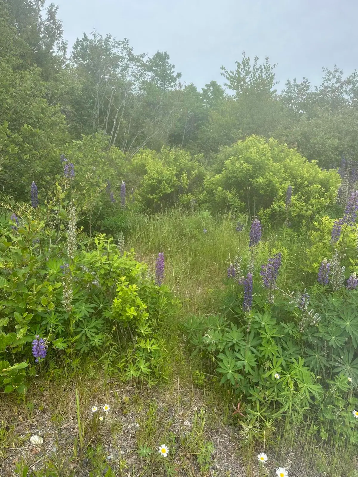 16 Smalls Point Road, Machiasport, ME 04655 - #1