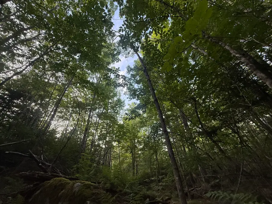 79 Bear Mountain Way, Swanville, ME 04915 - #3