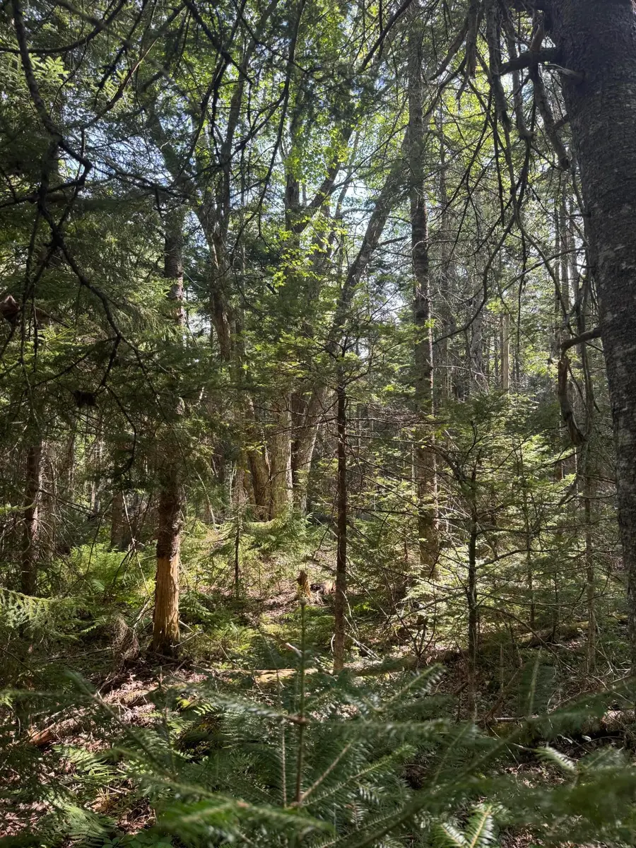 Lot 17 Kelley Lane, Trenton, ME 04605 - #3