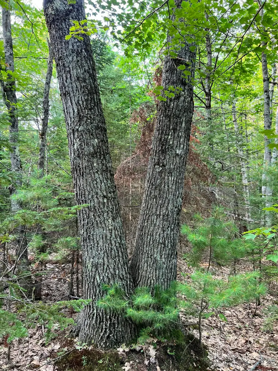 70-0 East Burrough Road, Bowdoin, ME 04287 - #2