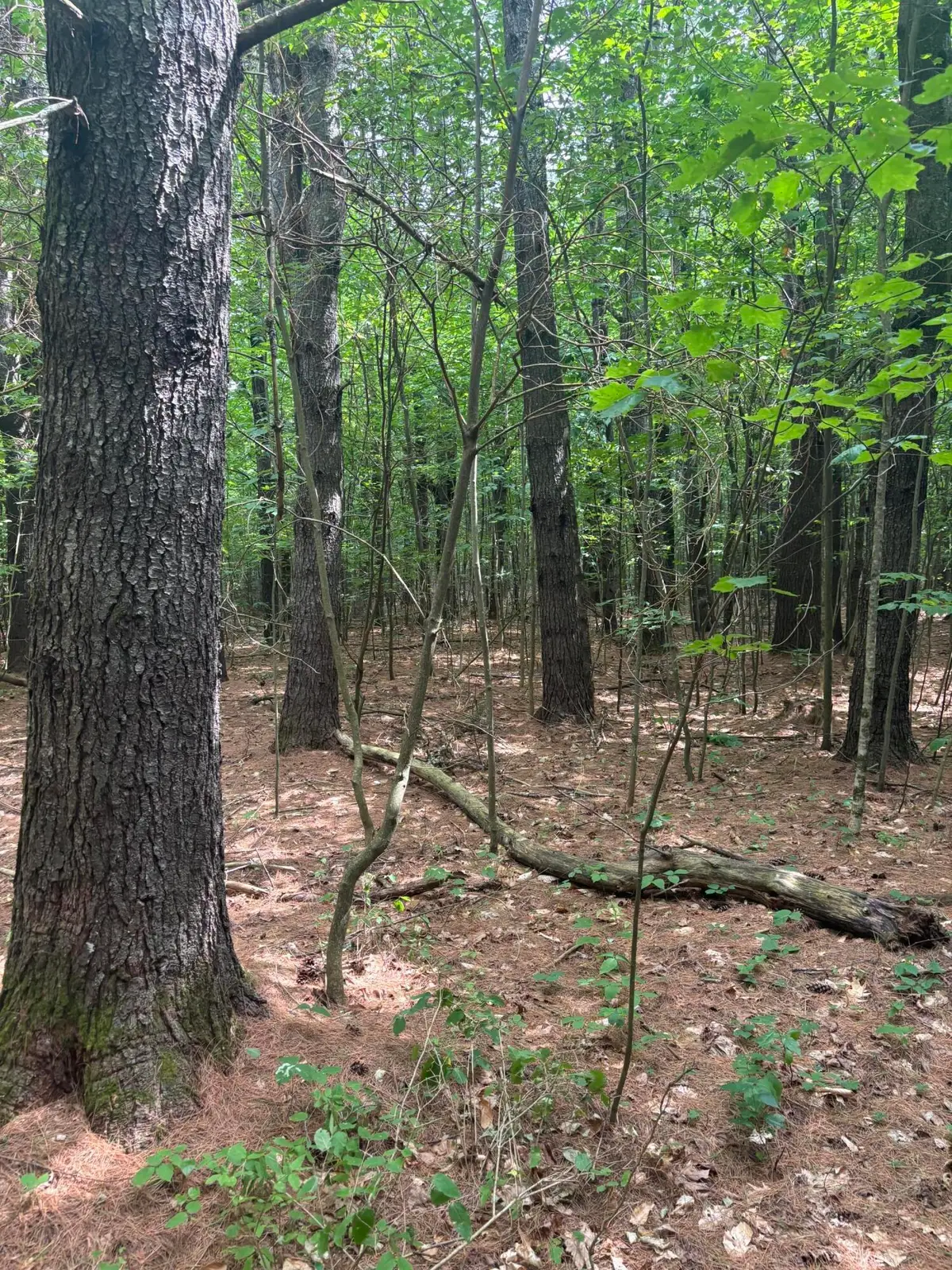 Lot 28 Troy Road, Burnham, ME 04922 - #1