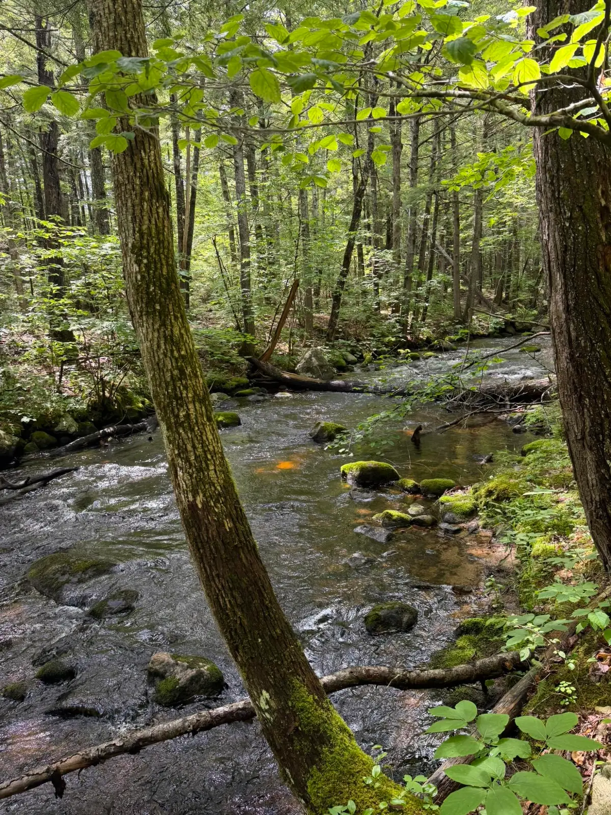 Lot 44 Rolfe Road, Harrison, ME 04040 - #1