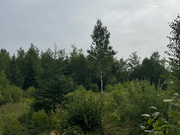 234 Wilcox Road, Trescott Twp, ME 04652