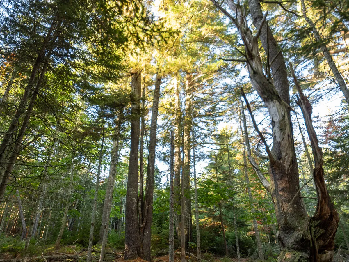 213/17/1 Knox Road, Bar Harbor, ME 04609 - #1