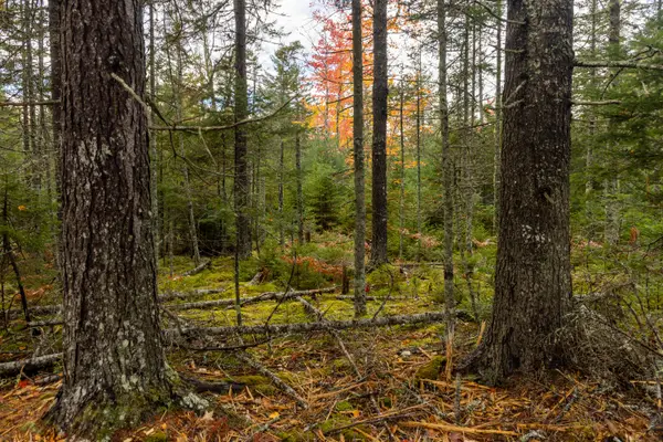 27-10-4E2A Pine Cone Lane, Surry, ME 04684