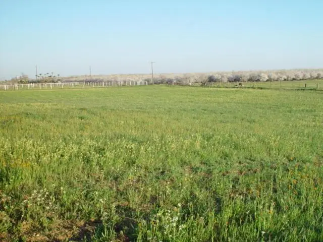 0 Ave. 22 1/2, Chowchilla, CA 93610 - Image #2