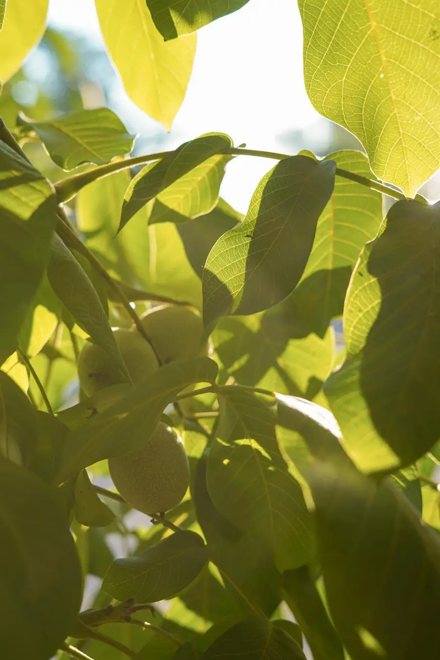 1081 E Gerard Avenue, Merced, CA 95341 - Image #3