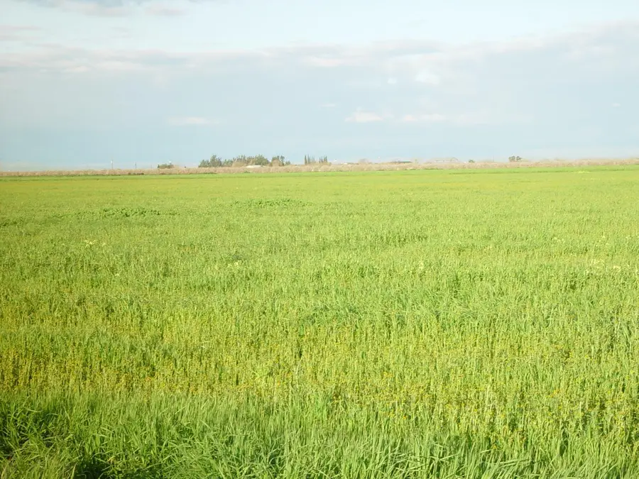 1 Road 18 3/4, Chowchilla, CA 93610 - Image #3