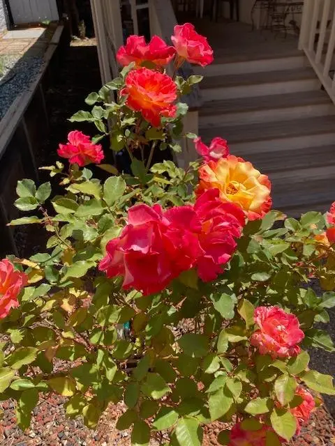 10365 Dalewood Way, Grass Valley, CA 95949